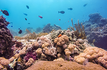 Gamat Bay Snorkeling Point